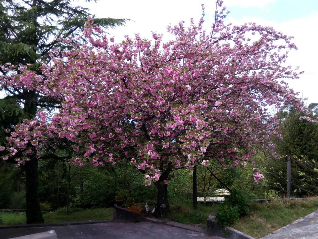Quinta Das Leiras Santo Tirso Dış mekan fotoğraf